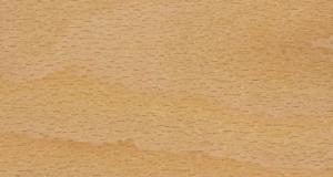 beech-steamed-crown-cut.jpg beech-steamed-crown-cut.jpg